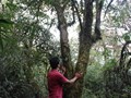 Dấu ấn trà cổ thụ nơi rừng già Tây Bắc