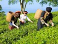 Du lịch sinh thái vùng chè - Để đồi chè trở thành điểm đến văn hóa và kinh tế xanh