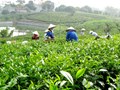 Trà đinh Tân Cương - Tinh hoa trà Thái Nguyên
