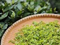 Long Tỉnh – Loại trà xanh nổi tiếng nhất Trung Quốc