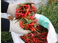 Trung Quốc - Thị trường xuất khẩu ớt chính của Việt Nam 