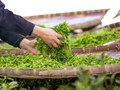 Sản lượng chè xuất khẩu ổn định trong 4 tháng đầu năm