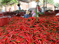Thị trường Đài Loan có quy định mới về nhập khẩu ớt