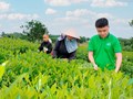 Bảo vệ “hương vị xứ trà” – Hướng tới thương hiệu trà quốc gia
