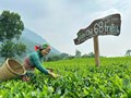 Khám phá du lịch trà Việt, hành trình đi qua hương vị và ký ức