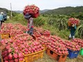 Nhiều dư địa xuất khẩu cho rau quả Việt tại thị trường châu Âu 
