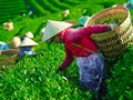 Chè Việt Nam tìm “điểm tựa mới” tại Mỹ