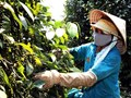 Giá hạt tiêu Việt Nam tăng mạnh, xuất khẩu “vàng đen” thu về hơn 500 triệu USD sau 4 tháng đầu năm 2025