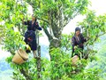 Khơi lại “hồn trà” Việt từ những bánh trà di sản