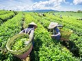 Xuất khẩu chè Việt Nam bước vào cuộc đua nâng chuẩn và tăng giá trị