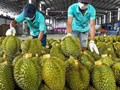 Bộ Nông nghiệp và Môi trường yêu cầu tháo gỡ ách tắc kiểm nghiệm để thúc đẩy xuất khẩu sầu riêng