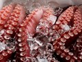 Xuất khẩu mực, bạch tuộc sang Trung Quốc tăng trưởng mạnh 