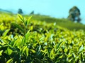 Trà trong dòng chảy của thế giới 