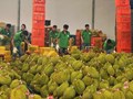 Nông sản xuất khẩu trước áp lực SPS: Chuẩn hóa để giữ thị trường