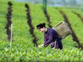Thái Nguyên mở mùa du lịch bằng “bản giao hưởng” của trà, thiên nhiên và ký ức 