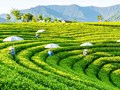Nâng cao vị thế cây chè trong kinh tế đồ uống