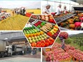 Xuất khẩu nông sản sang Trung Quốc đối mặt thêm rào cản kỹ thuật mới