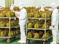 Trung Quốc phê duyệt thêm phòng kiểm nghiệm: Gỡ nút thắt cho xuất khẩu sầu riêng Việt Nam