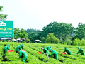 Chuyển đổi số mở đường cho chè Thái Nguyên nâng tầm giá trị