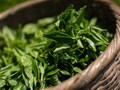Trà mùa hạ - Hương vị giao hòa của thiên nhiên 
