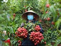 Vải thiều Bắc Ninh vào mùa thắng lớn: Xuất khẩu sang Mỹ thuận lợi, giá bán duy trì ở mức cao