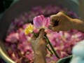 Trà sen Tây Hồ - Tinh hoa của nghệ thuật và cảm xúc Hà thành