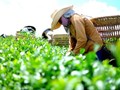 Xuất khẩu chè Việt Nam: Kỳ vọng phục hồi trong nửa cuối năm 2025