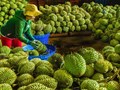 Đề xuất đơn giản hóa thủ tục cấp mã số vùng trồng để thúc đẩy xuất khẩu nông sản