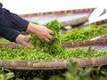Sóng tăng giá chè toàn cầu: Cơ hội định vị thương hiệu chè Việt