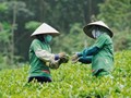 Xuất khẩu chè sang Malaysia giữ đà tăng, mở ra cơ hội vượt mốc 6.000 tấn trong năm 2026