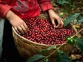Mỗi lô hàng xuất khẩu sang EU phải có "giấy khai sinh"