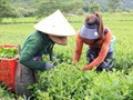 Một chén trà xanh – cả hồn quê thấm đẫm