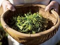 Hương vị trà - Ngôn ngữ tinh tế của thiên nhiên 