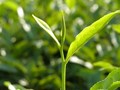 Trở về vị gốc: Trà tươi và xu hướng uống nguyên bản lên ngôi
