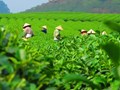 Trà đinh – “Ngọc” quý của đất trà Thái Nguyên 