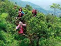 Trà Shan tuyết – “Kho báu” trên đỉnh núi cao