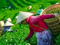 Chè Việt trước ngưỡng bứt phá: Thu hẹp khoảng cách giá, mở cánh cửa phân khúc cao cấp