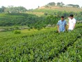 Trồng chè để đạt năng suất, chất lượng cao