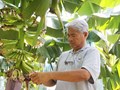 Cây chuối - Từ kí ức làng quê đến sản phẩm nông nghiệp