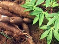  “Cây sắn tiến công” - Ký ức một thời nuôi quân, giữ nước