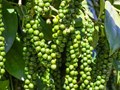 Hạt tiêu Việt Nam giữ vững vị trí số 1 tại thị trường Mỹ