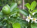 Cây chanh – Gia vị nhỏ, giá trị lớn trong đời sống người Việt