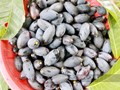 Mùa trám đen ở Hà Tĩnh: Đặc sản vùng cao mang lại tiền triệu mỗi ngày