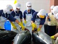 Xuất khẩu cá ngừ sang Mỹ và EU tăng trở lại