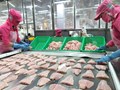 Cá tra Việt Nam góp mặt trong thực đơn của chuỗi sushi nổi tiếng Nhật Bản