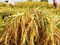 Xuất khẩu gạo tăng cả về lượng và giá trị 