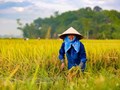 Mái nhà của nông dân Việt Nam