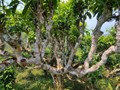 Theo dấu những “cụ” chè trăm tuổi giữa đại ngàn