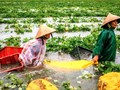Mãi thương người nông dân