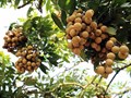 Nhãn Hưng Yên “cất cánh”: Xuất khẩu tăng vọt, long nhãn vươn tầm quốc tế